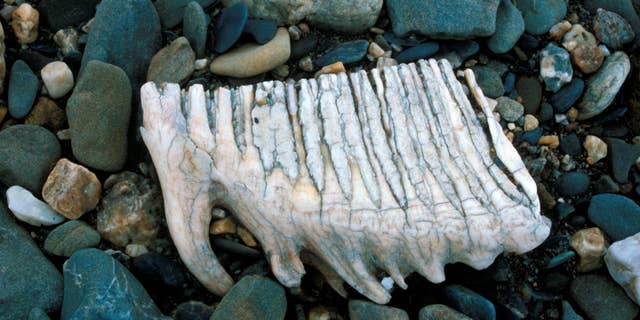 A mammoth tooth discovered on Wrangel Island.