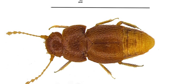 The new species of beetle Nelloptodes gretae, named after Swedish environmental campaigner Greta Thunberg. (Entomologist’s Monthly Magazine)