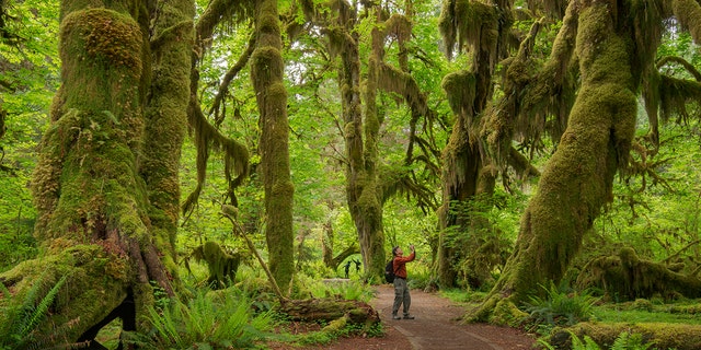 olympic national forest trails