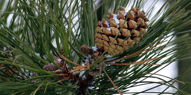 A partially open ponderosa pine cone in a tree at Bandelier National Monument near Los Alamos, N.M. (AP Photo/Susan Montoya Bryan)