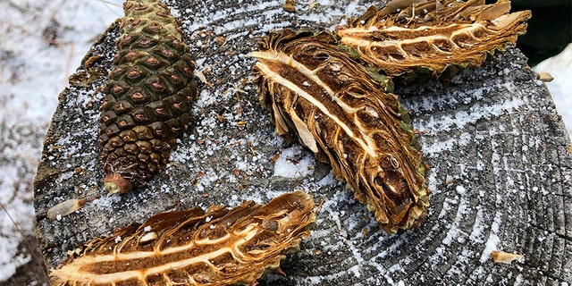 Ponderosa pine cones cut open during a demonstration at Bandelier National Monument near Los Alamos, N.M. (AP Photo/Susan Montoya Bryan)