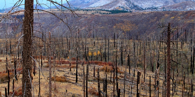 Thousands of acres of burned trees that remained years after a wildfire raced through part of Bandelier National Monument near Los Alamos, New Mexico. (AP Photo/Susan Montoya Bryan)