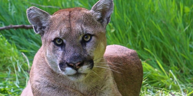 Westlake Legal Group Puma-NPS California man who fatally shot mountain lion gets 30 days in jail, 240 hours of community service Talia Kaplan fox-news/us/crime fox-news/us fox-news/entertainment/events/in-court fox news fnc/us fnc b4255c67-905e-50e5-881d-3e3f6adfecb9 article