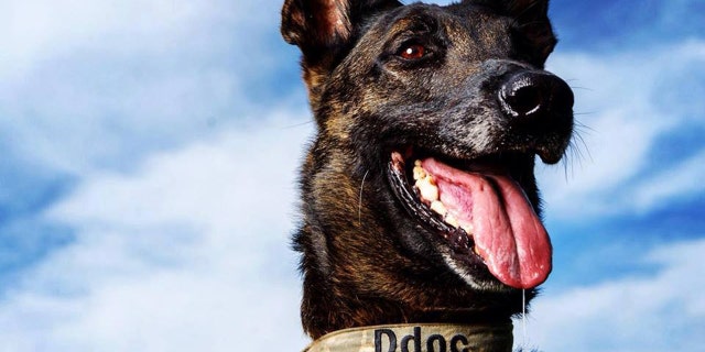 A Belgian Malinois worked alongside U.S. military members in the raid that left ISIS leader Abu Bakr al-Baghdadi dead on Saturday.