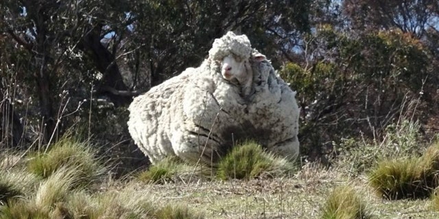 Chris the woolly sheep is seen in this undated picture from social media obtained by Reuters on October 22, 2019.