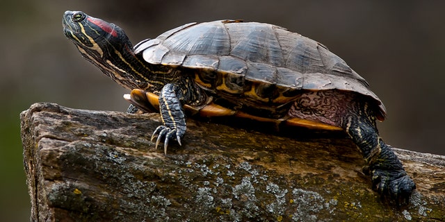 A red-eared slider turtle.