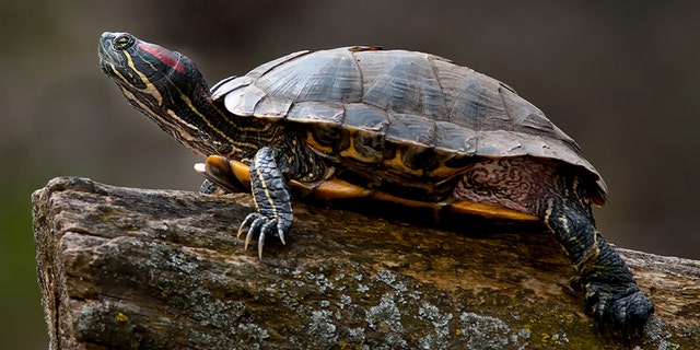 A red-eared slider turtle.