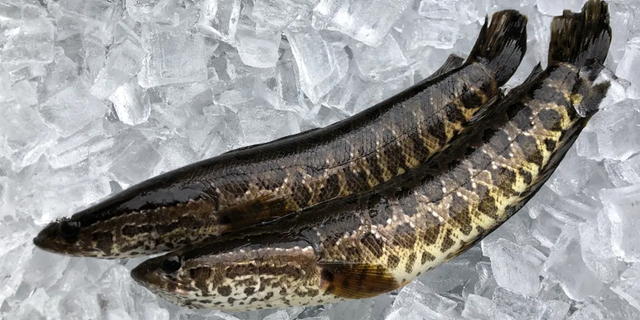 Georgia wildlife officials urge anyone who spots northern snakeheads to "kill it immediately and freeze it."