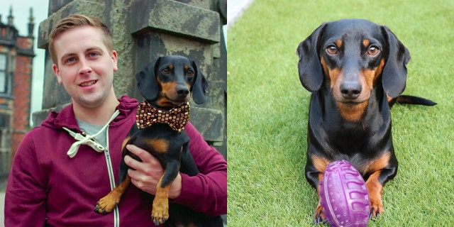 Paul Lavery, 30, was amazed to discover his dog Harlso's "hidden talent" after jokingly placing a squeaky toy on his head and watching as the pup stood still as a statue.