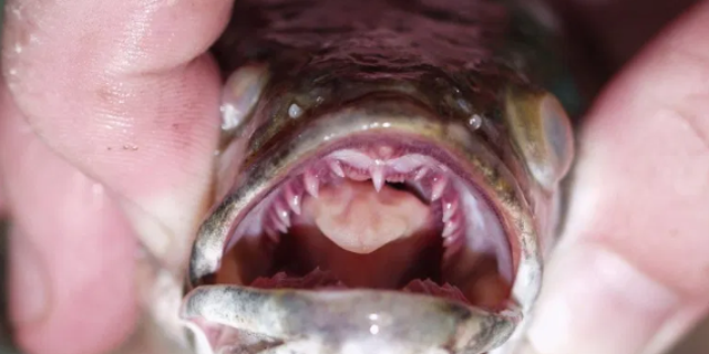 Northern snakeheads can grow up to three feet long, and are long, thin and dark.
