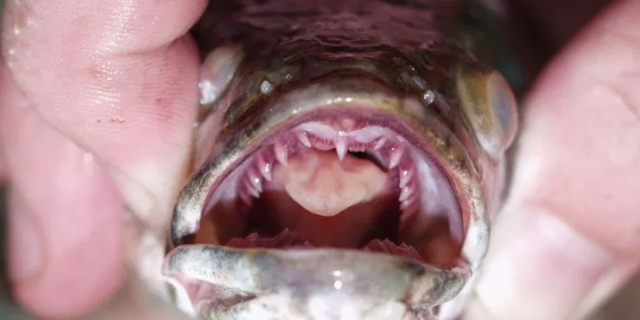 Northern snakeheads can grow up to three feet long, and are long, thin and dark.