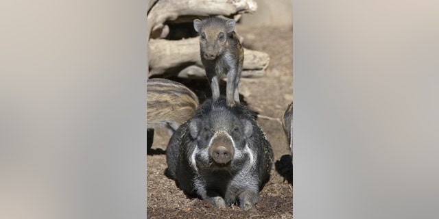 In this handout provided by the Zoological Society of San Diego, a 6-week-old Visayan warty pig stands atop of an adult at the San Diego Zoo February 6, 2006, in San Diego, California - file photo.