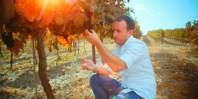 Israeli vineyard owner, Yaakov Berg, shows the grapes he is growing in the Holy Land in the mountains of Samaria.