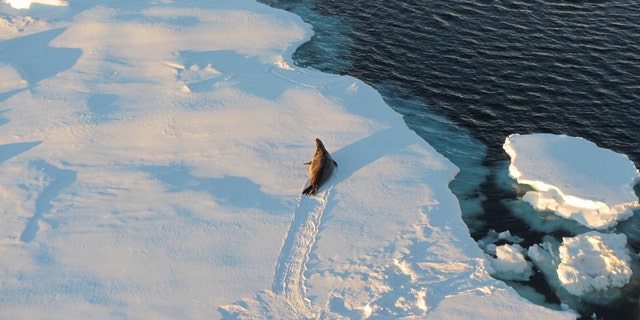 A new study by UChicago scientists show how an increase in Antarctic sea ice could trigger a chain of events leading to an ice age. Image courtesy of Yvonne Firing