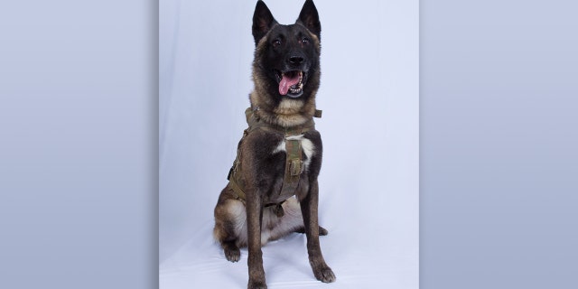 President Trump released a photo Monday of the military dog injured in the Abu Bakr al-Baghdadi raid over the weekend.