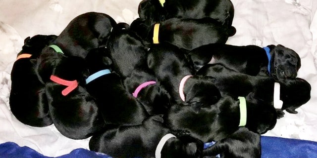 All but two of the pups will be sold.