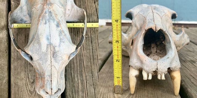 Experts believed the skull was preserved in the sands of the Arkansas River and displaced by this year’s historic flooding in the region.