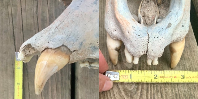 The bear skull was in “excellent” condition except for the loss of a few minor teeth, the agency said.