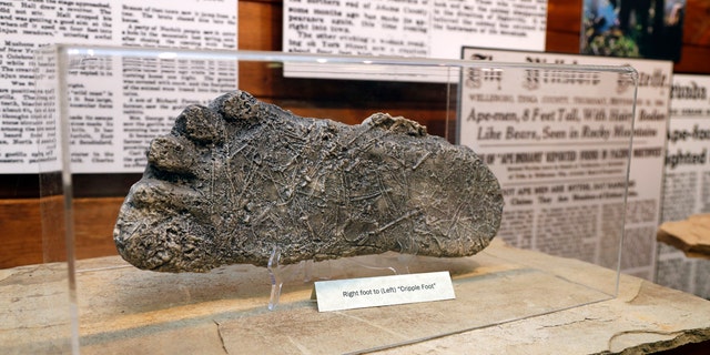 This Aug. 8, 2019, photo shows a plaster cast of footprints believed to be made by a Bigfoot on display at Expedition: Bigfoot! The Sasquatch Museum in Cherry Log, Ga. The owner of this intriguing piece of Americana at the southern edge of the Appalachians is David Bakara, a longtime member of the Bigfoot Field Researchers Organization who served in the Navy, drove long-haul trucks and tended bar before opening the museum in early 2016 with his wife, Malinda. (AP Photo/John Bazemore)