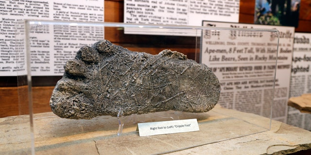This Aug. 8, 2019, photo shows a plaster cast of footprints believed to be made by a Bigfoot on display at Expedition: Bigfoot! The Sasquatch Museum in Cherry Log, Ga. The owner of this intriguing piece of Americana at the southern edge of the Appalachians is David Bakara, a longtime member of the Bigfoot Field Researchers Organization who served in the Navy, drove long-haul trucks and tended bar before opening the museum in early 2016 with his wife, Malinda. (AP Photo/John Bazemore)