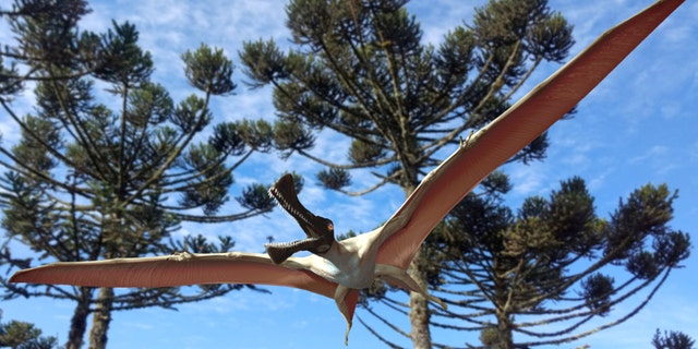 This new pterosaur, Ferrodraco, had a wingspan of approximately 4 meters and a head 60 cm long, based on comparisons with similar pterosaurs. This pterosaur has a large crest at the front of its upper jaws, and also had a crest on its lower jaws, however the latter is broken and its presence has been inferred from CT scan data. (Credit: SWNS)