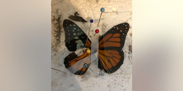 The Monarch butterfly while having the wing transplant by Katie VanBlaricum. (SWNS)