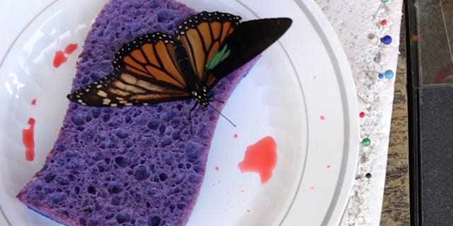 The Monarch butterfly after the wing transplant by Katie VanBlaricum. (SWNS)