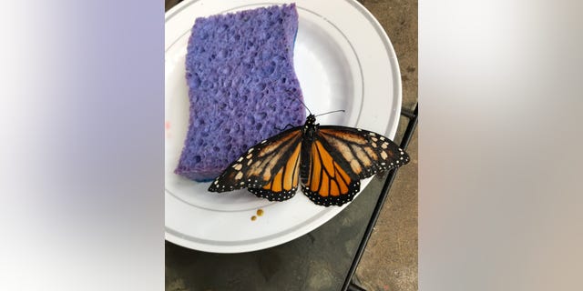 The Monarch butterfly with the piece of wing missing (top left part). (SWNS)