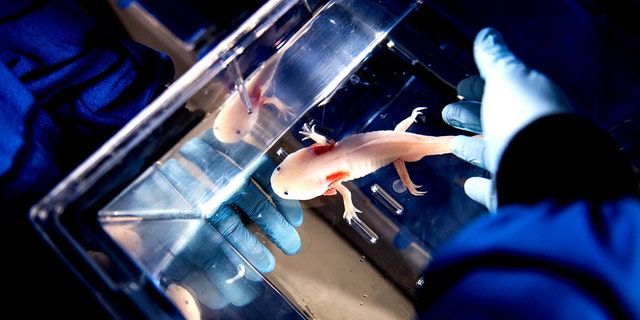 1 / 1James Monaghan, an associate professor of biology, studies the mechanisms that allow axolotls to regenerate parts of their body. Credit: Matthew Modoono/Northeastern University