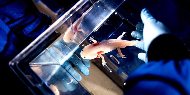 1 / 1James Monaghan, an associate professor of biology, studies the mechanisms that allow axolotls to regenerate parts of their body. Credit: Matthew Modoono/Northeastern University