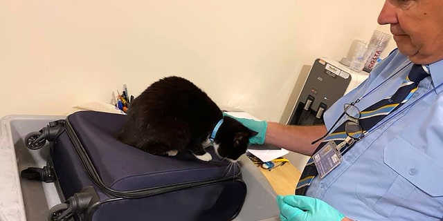 Airport security workers in the U.K. was likely shocked to free a fearless feline from luggage scanned before a recent flight to New York, after the cat had stowed away in her owner’s bags, packed for the transatlantic trip.