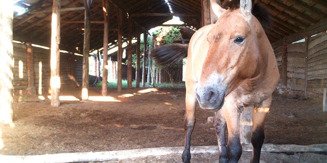 A research team at the University of Georgia set up cameras to record the horses loafing, sleeping, and breeding during the winters and summers. They also suspect the horses, native to the steppes of Central Asia, use the structures as refuge from insects during summer months. (Credit: SWNS)