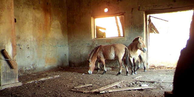 Researchers at the University of Georgia have found a strange inhabitant of the Chernobyl Exclusion Zone in Ukraine - rare Przewalski's horses which use the abandoned structures for cover for hours on end. (Credit: SWNS)