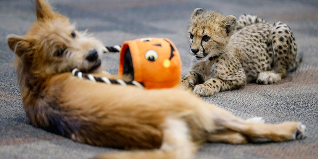 Kris and Remus, the zoo's sixth cheetah-dog pairing, played together with a plush Halloween pumpkin. (AP Photo/John Minchillo)