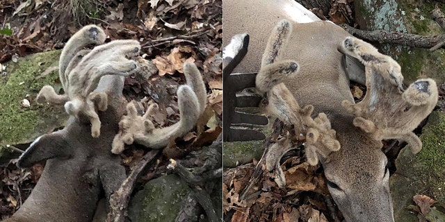 One Oklahoma hunter was recently in for quite the surprise when he realized the antlered deer he caught was not a male, but rather a female doe, pictured.