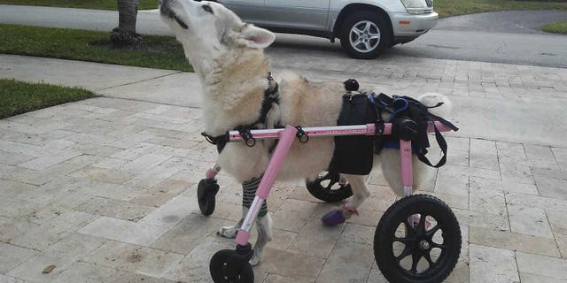 Zorra, a disabled 13-year-old Husky-Shepherd mix, was found dead in Lauderdale Lakes, Fla., on Monday, an animal rescue group said.