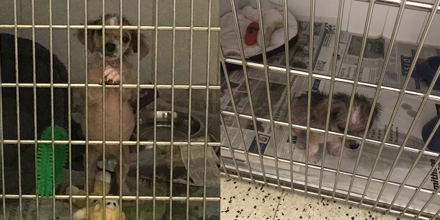 “The vet said if the dog wasn’t signed over to them, she wouldn’t have survived.