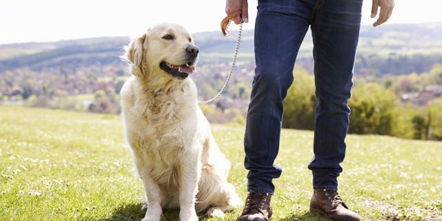 Most of us treat our dogs as if they were our children. And with young children around, it's important to put safety locks on drawers, cabinets, and other places where they could potentially hurt themselves. 