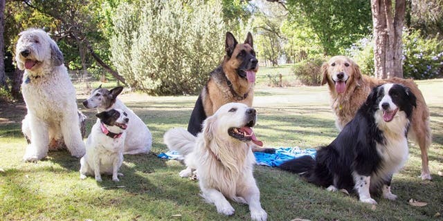Tens of millions of dogs live in the U.S.