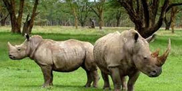 An Irish national has pleaded guilty to illegally smuggling the horn of a protected rhino outside the U.S.