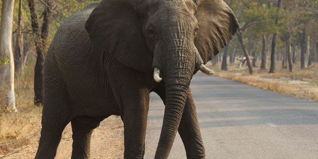 Animals have strayed from the park in search of food and water, sometimes wandering into human villages, Farawo said.