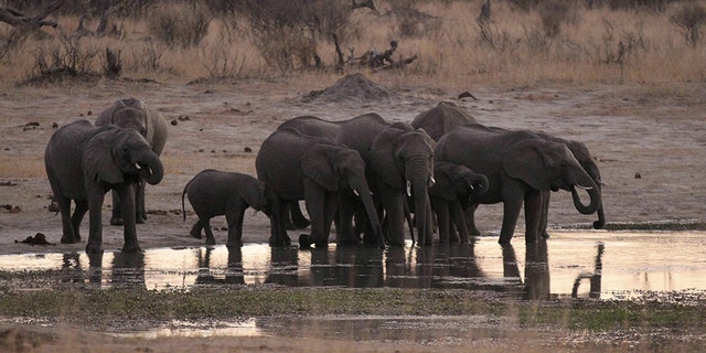 Officials at Hwange said they want to drill more water holes to accommodate an overcrowded elephant population amid the drought, but lack the money to do so.