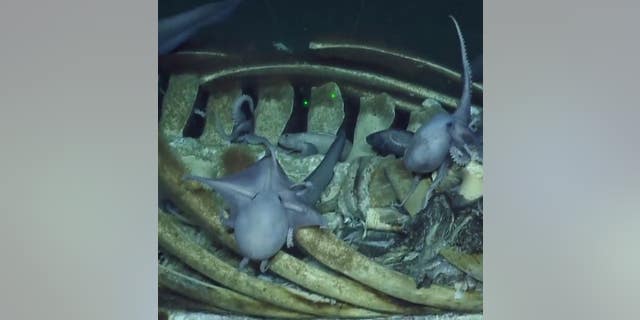 Sea critters crawl on a whale's carcass deep below the surface of the ocean. (EV Nautilus)