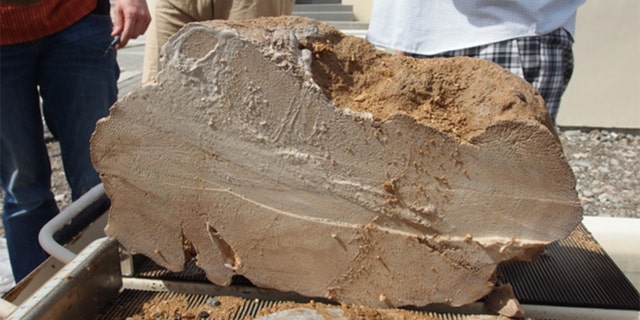 A 4,100-year-old Oman coral fossil. (Credit: HOKKAIDO UNIVERSITY)