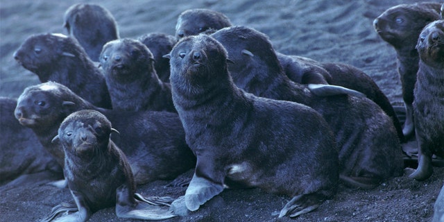 This August 2019 photo released by the National Oceanic and Atmospheric Administration Fisheries (NOAA) shows northern fur seal pups standing on a beach on Bogoslof Island, Alaska. Alaska's northern fur seals are thriving on an island that's the tip of an active undersea volcano. Numbers of fur seals continue to grow on tiny Bogoslof Island despite hot mud, steam and sulfurous gases spitting from vents on the volcano. (Maggie Mooney-Seus/NOAA Fisheries via AP)