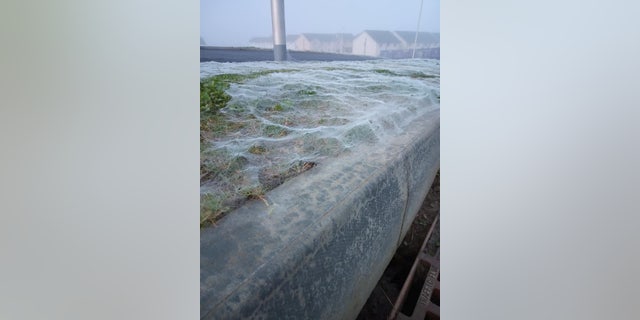 Leo Anderson, who spotted the webs, told SWNS he at first thought he was looking at frost.