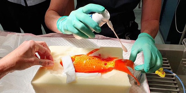 Bubbles is pictured in the middle of his 10-minute procedure.