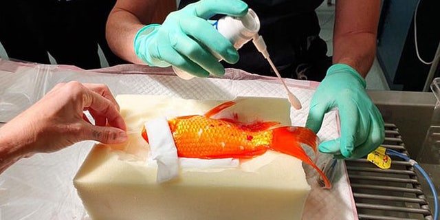 Bubbles is pictured in the middle of his 10-minute procedure.