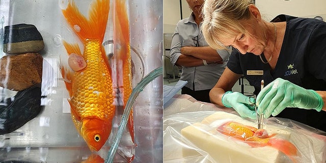 Bubbles, pictured left before the surgery and right during it, is back to swimming in the pond with the other koi fish.