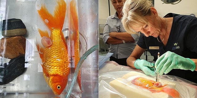 Bubbles, pictured left before the surgery and right during it, is back to swimming in the pond with the other koi fish.